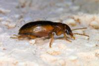 Bradycellus verbasci