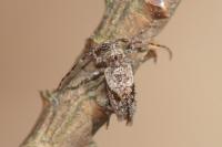 Pogonocherus decoratus