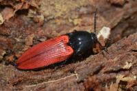 Ampedus sanguineus