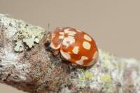 Myrrha octodecimguttata