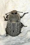 Asida sabulosa