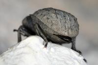 Asida sabulosa