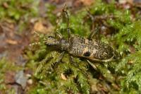Rhagium mordax