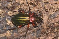 Carabus auronitens