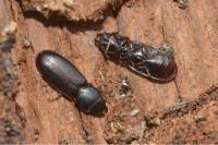 Tenebroides fuscus