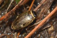 Agabus nebulosus