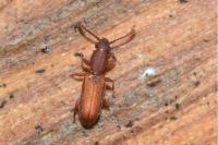 Silvanus bidentatus