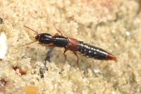 Othius punctulatus