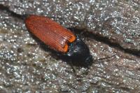 Ampedus pomorum