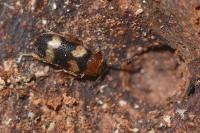 Mycetophagus fulvicollis