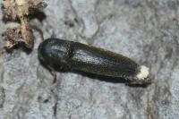 Nematodes filum