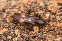Opilo mollis
