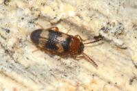 Mycetophagus fulvicollis