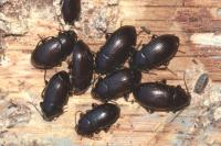 Nalassus laevioctostriatus