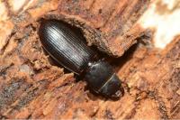 Tenebroides fuscus