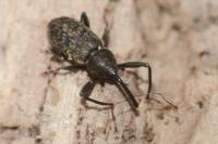 Dorytomus longimanus