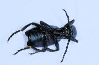 Meloe violaceus
