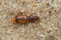 Polistichus connexus