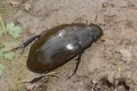 Hydrophilus piceus