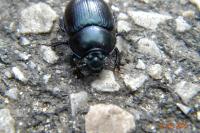 Anoplotrupes stercorosus