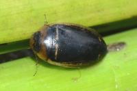 Hydaticus transversalis