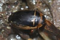 Hydaticus transversalis