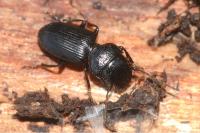 Dixus clypeatus