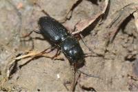 Dixus clypeatus
