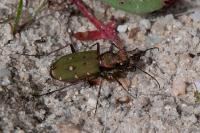 Cicindela campestris
