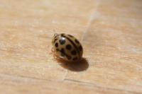 Tytthaspis sedecimpunctata