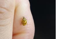 Psyllobora vigintiduopunctata