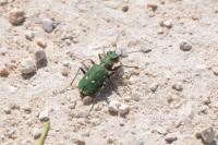 Cicindela campestris