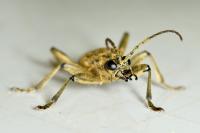 Rhagium mordax