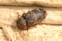 Xestobium rufovillosum