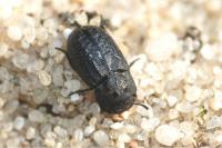 Melanimon tibiale