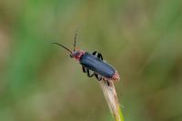 Cantharis rustica