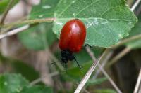 Chrysomela populi