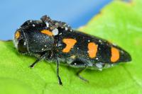 Ptosima undecimmaculata