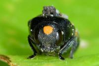 Ptosima undecimmaculata