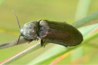 Selatosomus latus