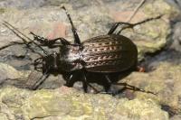 Carabus granulatus
