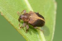 Lignyodes enucleator