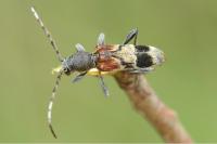 Anaglyptus mysticus