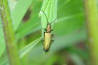 Chrysanthia viridissima