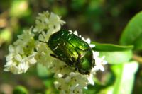 Cetonia aurata
