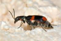 Anthocomus fasciatus