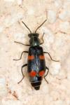 Anthocomus fasciatus