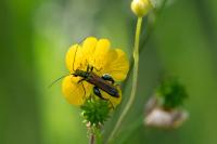 Oedemera nobilis