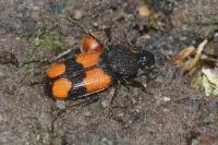 Panagaeus cruxmajor