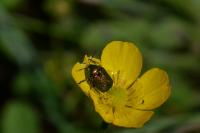 Cryptocephalus